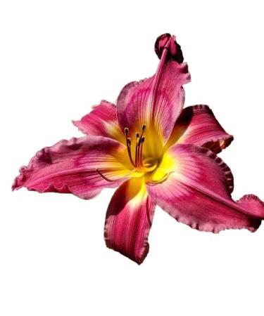 Sugar Plum Jam - Daylily
