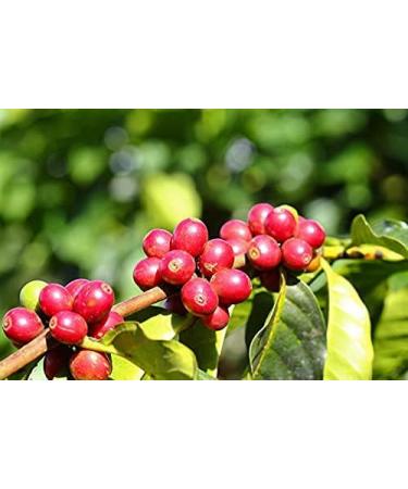 Java Kayumas Green Coffee Beans (1000g) - High Quality Mocha Raw Coffee - Buy Online on GoSupps.com