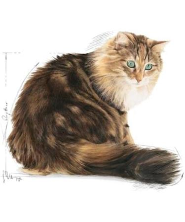 Royal Canin Ageing 12+ in Gravy Adult Wet Cat Food 85g (Pack of 12) Meat 85 g (Pack of 12) - Buy Online on GoSupps.com