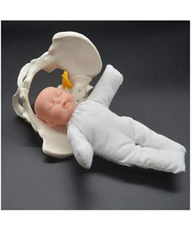 Life-Size Female Pelvic Model - Standard Birth Simulator with Baby Pool Removable Placenta & Navel Cord | Ideal for Birth Demonstrations - Buy Online on GoSupps.com