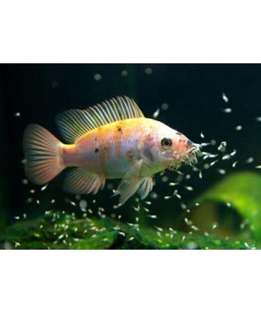 Aquatic Foods Inc. Spirulina Algae Vegetable Powder for Tropical Fish Fry and Babies Corals Anemones 3oz Squeeze Bottle 3 Ounce (Pack of 1) - Buy Online on GoSupps.com