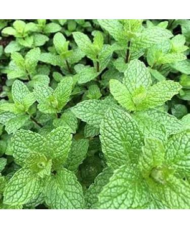 Fresh Mint Leaf Bunch | Double Bunch | Vegetarian | Mint Indian herb | Fresh Leaf | Fresh Mint Leaves | Indian Origin | Approx 250-300g| Next Day Shipping By Seelans - Buy Online on GoSupps.com