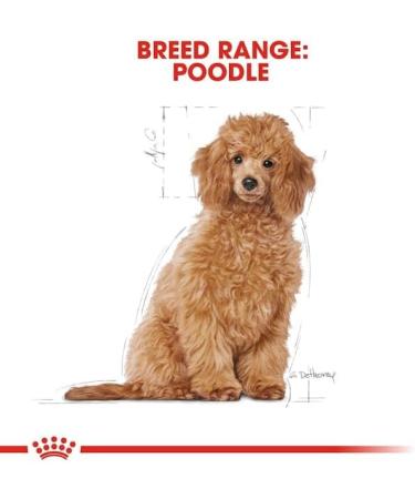 Royal Canin Dry Puppy Food - Poodle 3 kg - Buy Online on GoSupps.com