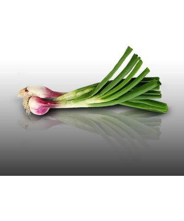 Red onion 100 korrels aromas to sow allium fistulosum - Buy Online on GoSupps.com