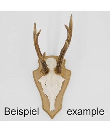 5 Piece REH Trophy Signs - Light Oak Plaques with Pine Compartment | 19x11 cm - Ideal for Awards & Decor | International Shipping - Buy Online on GoSupps.com