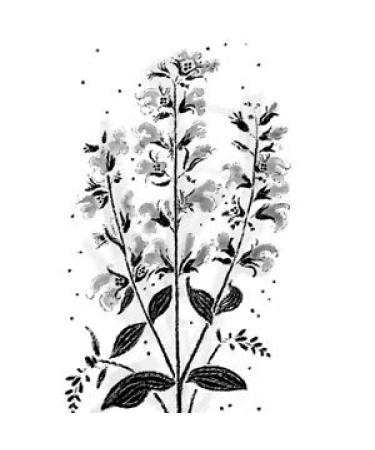  lm hle Solling Organic Chia Oil Virgin (6 x 100 ml) - Premium Cold-Pressed Nutrient-Rich Superfood for Cooking & Wellness - Buy Online on GoSupps.com