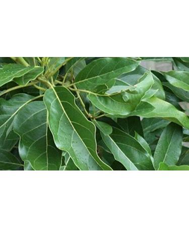 Seed Germination 20 Fresh Avocado Leaves 100 ORGANIC Tea Leaf Free 23 Days Shipping 20100 Leaves - Buy Online on GoSupps.com