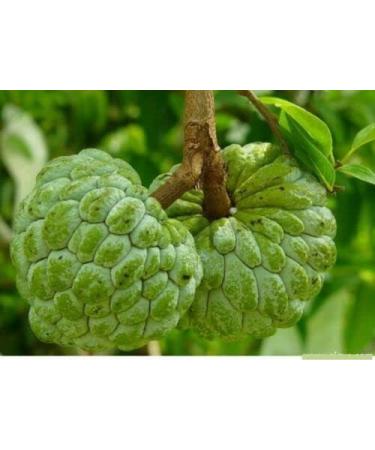 20 Fresh Custard Apple Annona Squamosa Seeds - Sugar Apple Sweetsop - Buy Online on GoSupps.com