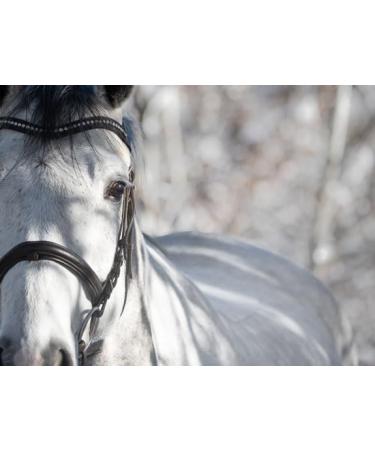 Navalis GastroCare | 1 Liter | Dietary Supplement for Horses and Equines to Support Sensitive Stomach and Healthy Stomach pH | ADMR Compliant - Buy Online on GoSupps.com