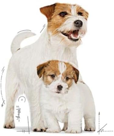 Royal Canin Mini Starter Complete Wet Food for Mother & Babydog 12 x 195g - Buy Online on GoSupps.com