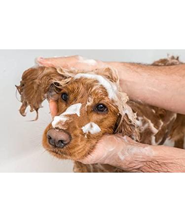 Aqueos Antibacterial Antiviral & Antifungal Dog Shampoo 1 Litre - For Itchy, Minor Wounds, Irritations & Sensitive Skin - Buy Online on GoSupps.com