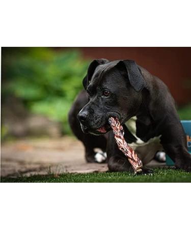 Loyalty Dog Treats Beef Braided Gullet Fully Natural Dehydrated Dog Chew 5-inch (Pack of 5) 1 count (Pack of 5) Braided - Buy Online on GoSupps.com
