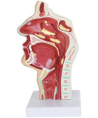 Model of Pathological Showing Nasopharynx Nasal Cavity Oral Cavity Pharynx Larynx - Buy Online on GoSupps.com