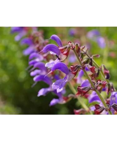 Natural Code - Dan Shen 454g/1lb - Red Sage Root - Dried Salvia Root - Radix Salviae Miltiorrhizae - Dan Shen - - - Non GMO - Vegan - No Preservatives or Additives - 100% Natural - Buy Online on GoSupps.com