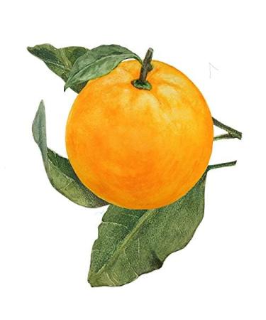 Bio_tique Bio Orange Peel Revitalizing Body Soap - Exfoliating Deep Cleansing 100% Botanical Extracts for All Skin Types - 150g - Buy Online on GoSupps.com