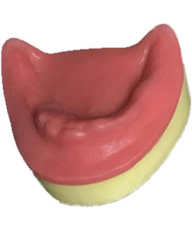 Buy Dytah Dental Jaw Teeth Demonstration Model - Lavish Gum Typodont for Teaching & Study (2 PCs) | International Shipping Available - Buy Online on GoSupps.com