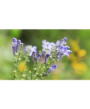 Skullcap Tincture - 100ml (Scutellaria lateriflora) - Pack of 1 - Buy Online on GoSupps.com
