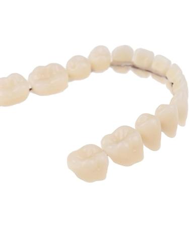 Buy High-Quality Resin Teeth & Preformed Dentures for Optimal Oral Care - International Shipping Available - Buy Online on GoSupps.com