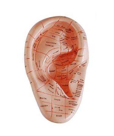 Lanyazet English Version Ear Acupuncture Earpins Model Model Auricular Application Model Ear Acupuncture Points Model