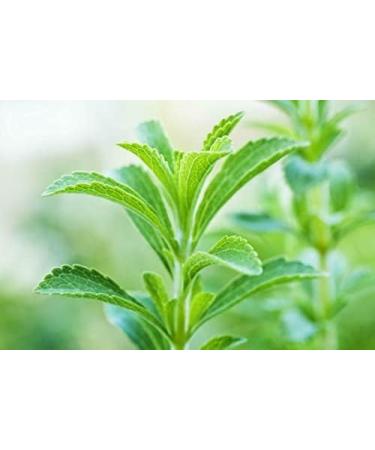Herbal Magic's Pure & Natural Whole Dried Stevia Leaf Cuts Natural Sweetener Whole Leaves Used Premium Quality Stevia Leaf Cuts -100g - Buy Online on GoSupps.com