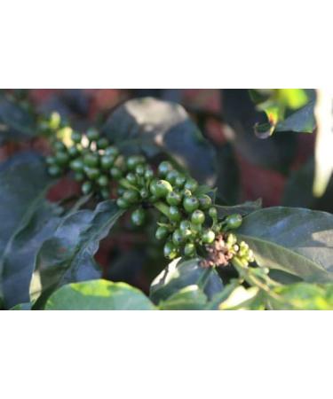 West End Coffee Roasters Kenya Kagumo PB Microlot Top Grade Single Origin Medium Roast Whole Bean (12oz/340.2g x 3) Kenya Kagumo PB Microlot - med roast 113.33 g (Pack of 3) - Buy Online on GoSupps.com