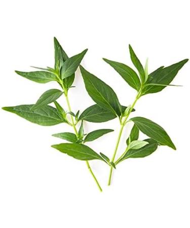 Kalmegh Powder | 200 GMS Andrographis Paniculata | Green Chirette | Nilavembu | Buy Organic Herbal Supplement Online - Buy Online on GoSupps.com