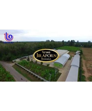 Wholesale 13-Pack Jiraporn Solar Dried Natural Banana Flat Shape 240g - Bulk Pricing Available - Buy Online on GoSupps.com