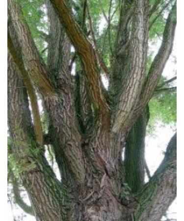 Willow Bark White Powder- Wildcrafted - Salix alba (454g One Pound) Brand: Herbies Herbs