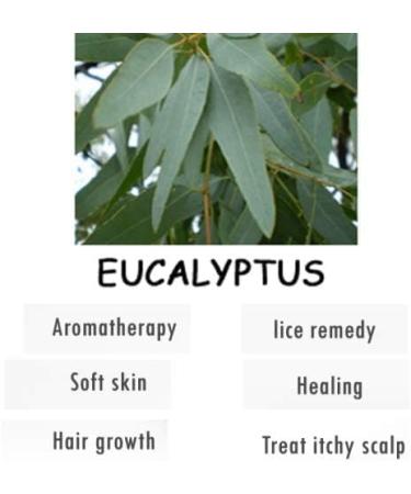 BEMT Eucalyptus Essential Oil 100% Pure & Natural Undiluted Aromatic Oil for Diffusers Home Fragrance & DIY Care | Organic Standard | 15 ml with Dropper - Buy Online on GoSupps.com