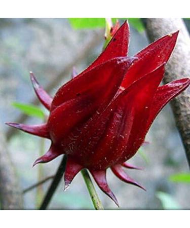 JOKE Organic Sun Dried Whole Roselle Flower Herbal Tea 200 g Hibiscus Sabdariffa - Buy Online on GoSupps.com