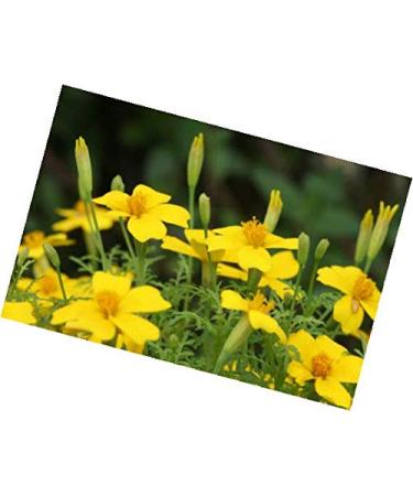 Sigillo Marigold (Tagetes tenuifolia"Lemon Gem") Sementi