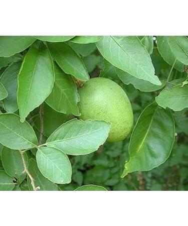 NN Vilvam Leaf Powder 100 g - Buy Online on GoSupps.com