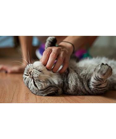 Cat Urinary Tract Care - Natural Cranberry Chews for Urinary Support - 90 Chewable Tablets - Best Formula for Cats - Buy Online on GoSupps.com