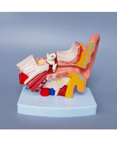 Human Ear Anatomy Ear Canal Human Ear Model Otolaryngology Organ Teaching Ear Middle and Inner Ear Auditory - Buy Online on GoSupps.com