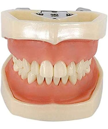 LBYLYH Dental Typodont Model - Standard with 28 Teeth & Gums for Teaching & Practice | Ideal for Dental Students - Buy Online on GoSupps.com