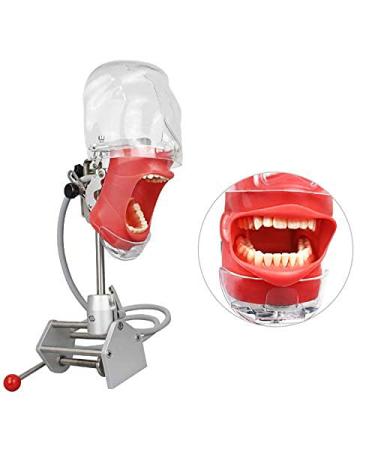 Dental Teaching Simulator Manikin Phantom Head Model Plastic Educational Teeth Model Fix on (Table Type) - Buy Online on GoSupps.com