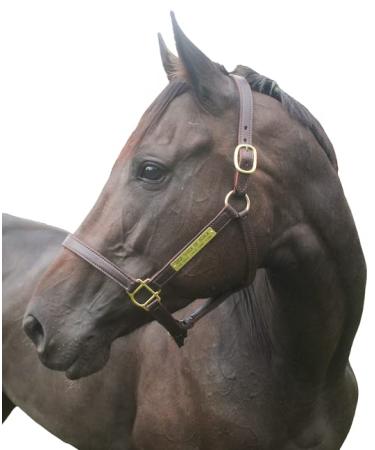 Tack Shack of Ocala Turnout Leather Halter for Horses with Customized Engraved Name Plate | Brown Leather with Solid Brass Hardware | Fixed Chin, Double Buckle Crown Warmblood