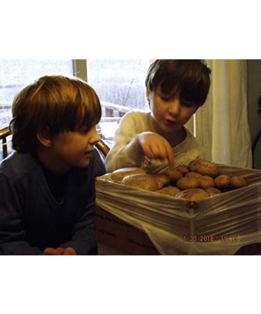 White Button Mushroom Growing Kit - Easy Fresh Shroom Growth - Buy Online on GoSupps.com
