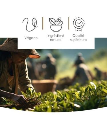  Herbes du Monde Herbes du Monde - Indian Costus 200g Powder 100% Pure and Natural Used in Many Traditional Medicines for its Benefits on Body and Mind. - Buy Online on GoSupps.com