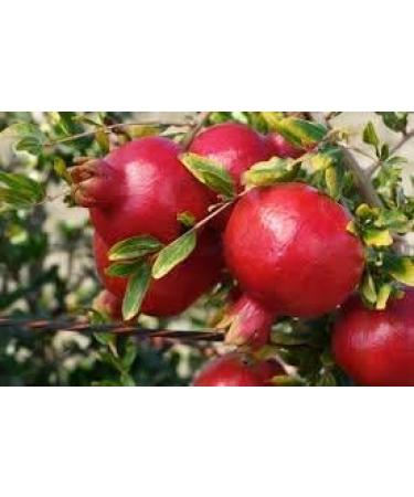 Farcom Pomegranaatconditioner Color Brilliance & Jeugd Save 300ml - Buy Online on GoSupps.com