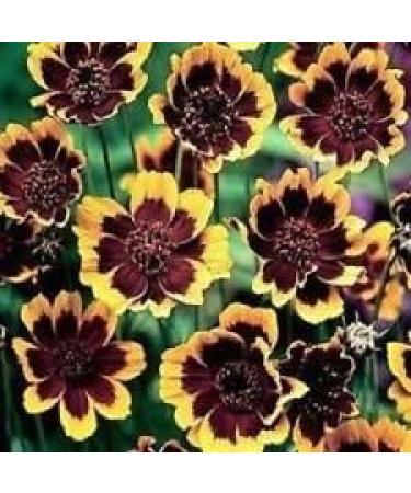 50+ Brunette Cosmidium Chocolate Scented Annual SeedsFlower - Buy Online on GoSupps.com