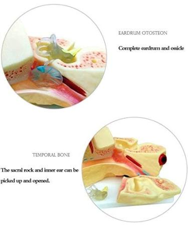 3 Times Ear Anatomical Model Ear Anatomy Teaching Mold of Life Size Large Ear Canal Structure Model - Buy Online on GoSupps.com