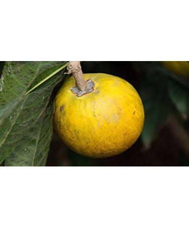 Indigo Herbs Organic Lucuma Powder 500g 500 g (Pack of 1) - Buy Online on GoSupps.com