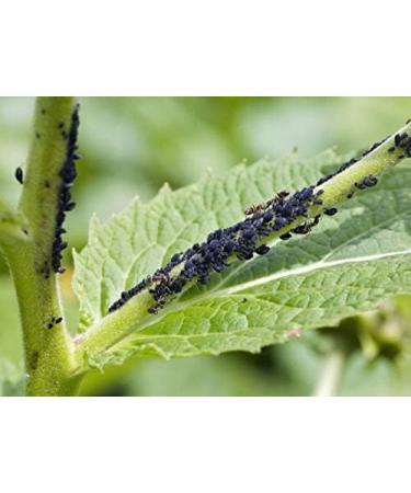  Emmanuel DeCasteloi Black Liquid Soap with Linseed Oil Prestige Selection Household Natural No Rinse Ecological Biodegradable No Palm Oil Solvent or Preservative 5 L Made in France - Buy Online on GoSupps.com