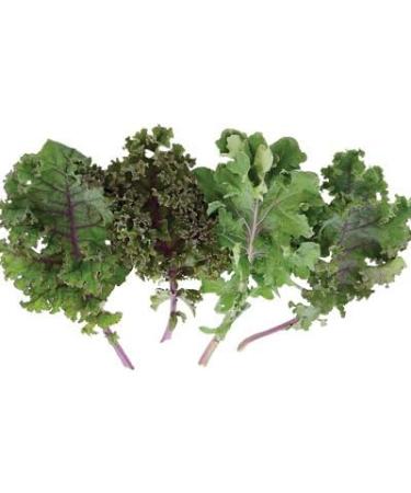 4 gramos de semillas de la Red Blend Kale - Buy Online on GoSupps.com