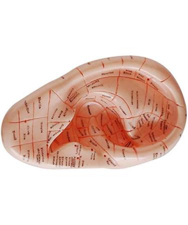 wemee English Version Ear Acupuncture Earpins Model Model Auricular Application Model Ear Acupuncture Points Model - Buy Online on GoSupps.com