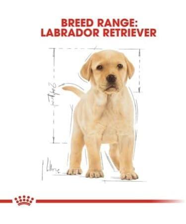 Royal Canin BHN Labrador Retrev Jr 3000 g - Buy Online on GoSupps.com