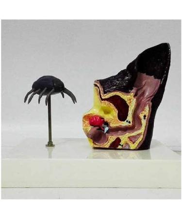 Eanin Ear Model Educational Model Pathological Dog Ear Organ Model Anine Ear with Bring Dog Flea Animal Organ Model Medical Teaching Model - Buy Online on GoSupps.com
