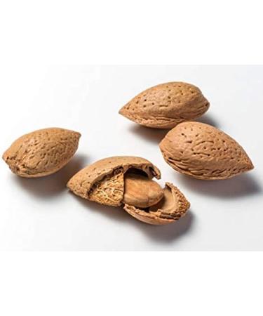  Thimble's 500g - Organic Raw Sweet Almonds with Dried Fruit Shell Healthy Snack Cooking Badaam - Buy Online on GoSupps.com