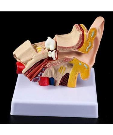 Ear Human Anatomy Model 1.5 Times Life Size Medical Training Support - Buy Online on GoSupps.com